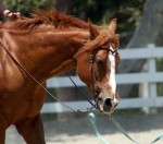 Horse_Industry/horse.jpg